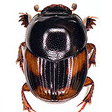 photo S.Fadda from http://www.galerie-insecte.org/galerie/image/dos21/small/caccobius.jpg